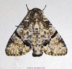 Stictothripa albescens