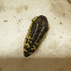 Acmaeodera amplicollis