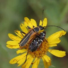 Acmaeodera rubronotata