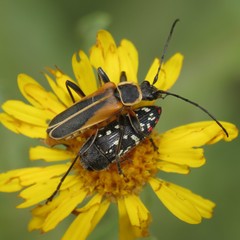 Acmaeodera rubronotata