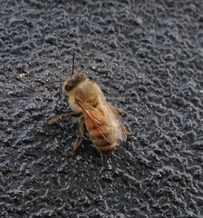 Apis mellifera
