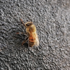 Apis mellifera