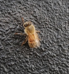 Apis mellifera