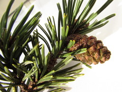 Pinus uncinata uliginosa