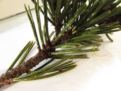 Pinus uncinata uliginosa