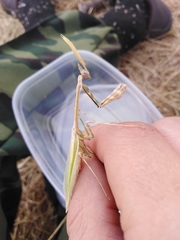 Empusa pennicornis