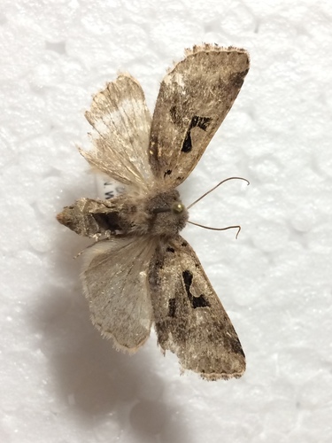 mora ovocná (Orthosia gothica)