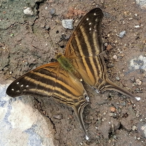 Many-banded Daggerwing