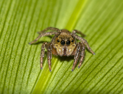 Hasarius adansoni