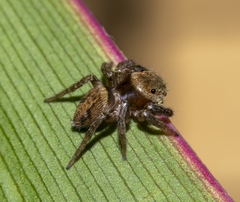 Hasarius adansoni