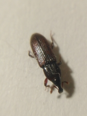 Cossonus linearis