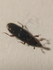 Cossonus linearis