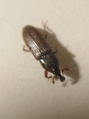 Cossonus linearis