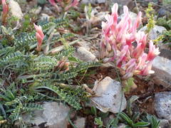 Astragalus incanus