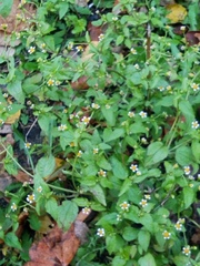Galinsoga parviflora