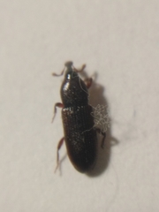 Cossonus linearis