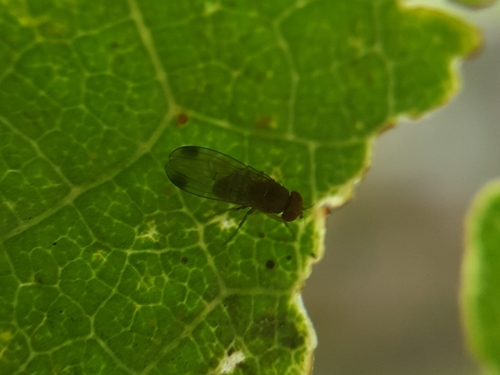 Spotted-winged Drosophila