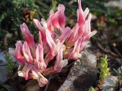Astragalus incanus
