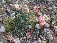 Astragalus incanus