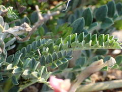 Astragalus incanus