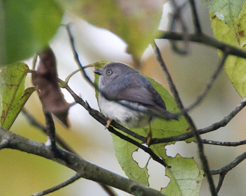 Pygmy Tit