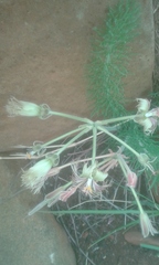 Pelargonium bowkeri