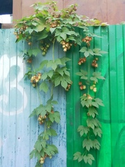 Humulus lupulus