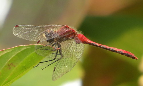 White-faced Meadowhawk photo 6