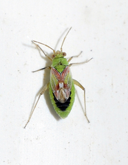 Conostethus venustus