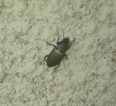 Neoaulacoryssus speciosus