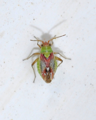 Conostethus venustus