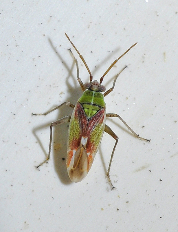 Conostethus