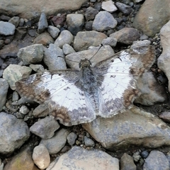Antigonus emorsa