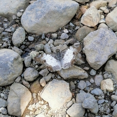 Antigonus emorsa
