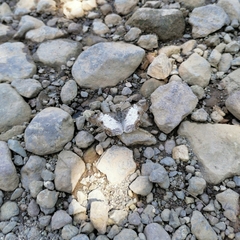 Antigonus emorsa