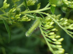 Rhopalomyia anthophila