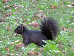 Sciurus carolinensis