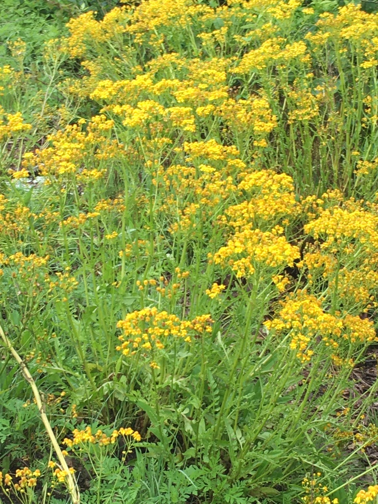 Small's ragwort from Chattahoochee-Oconee National Forests, Cleveland ...