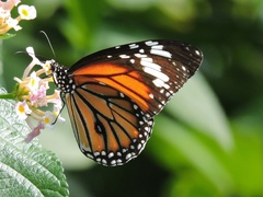 Danaus genutia