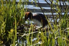 Podiceps auritus