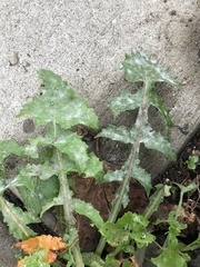 Golovinomyces sonchicola