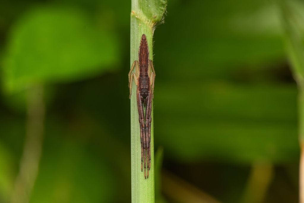 Monaeses jabalpurensis