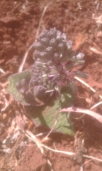 Ledebouria ovatifolia ovatifolia