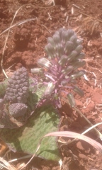 Ledebouria ovatifolia ovatifolia