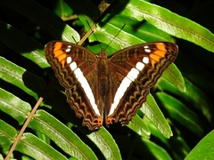 Adelpha fessonia