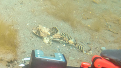 Myoxocephalus octodecemspinosus