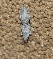 Hypatima simulacrella