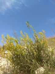 Reseda lanceolata constricta