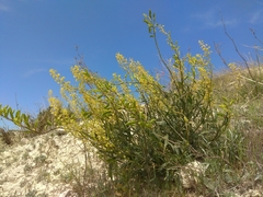 Reseda lanceolata constricta