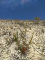 Reseda lanceolata constricta